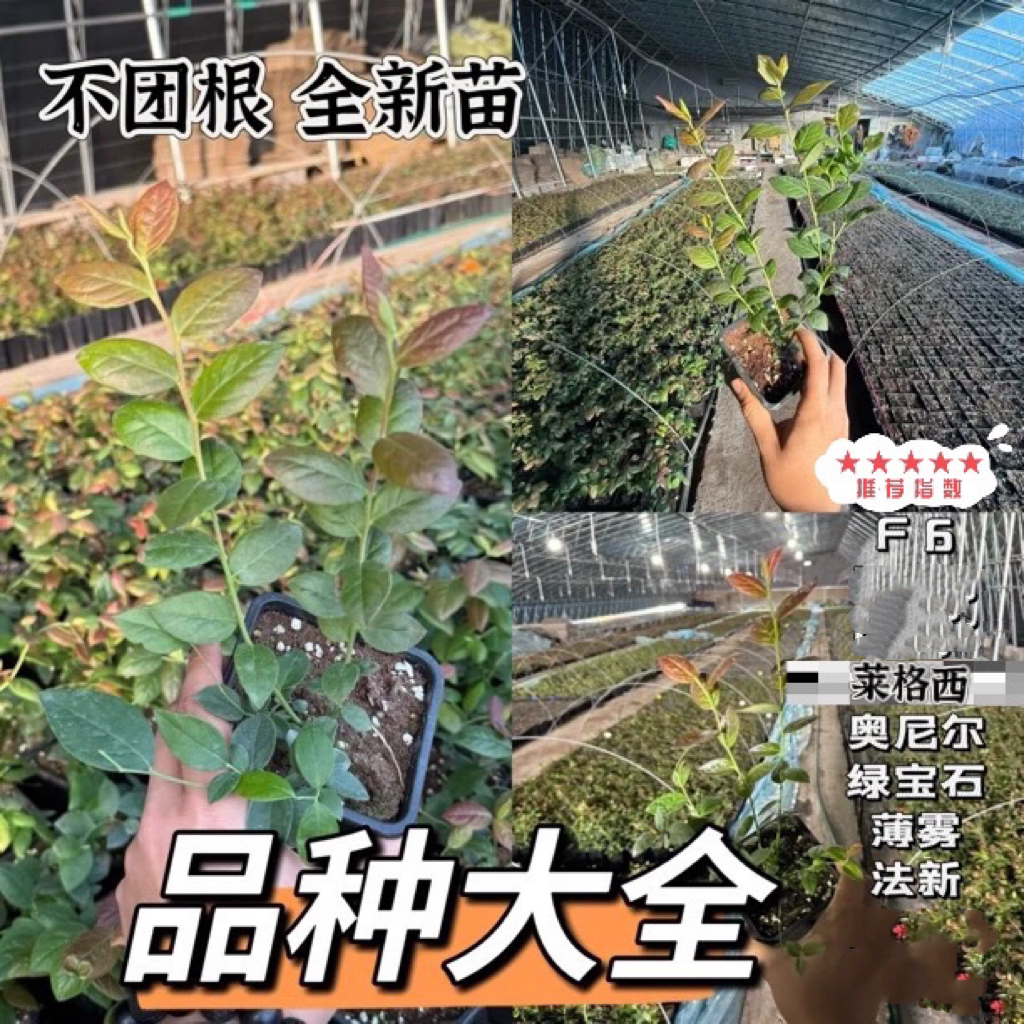 【钵苗大全】纯组培 不团根 当年新苗 根系雪白 品种对版草莓苗 