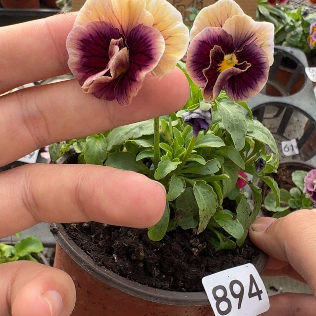 大部分花苞少量开放894