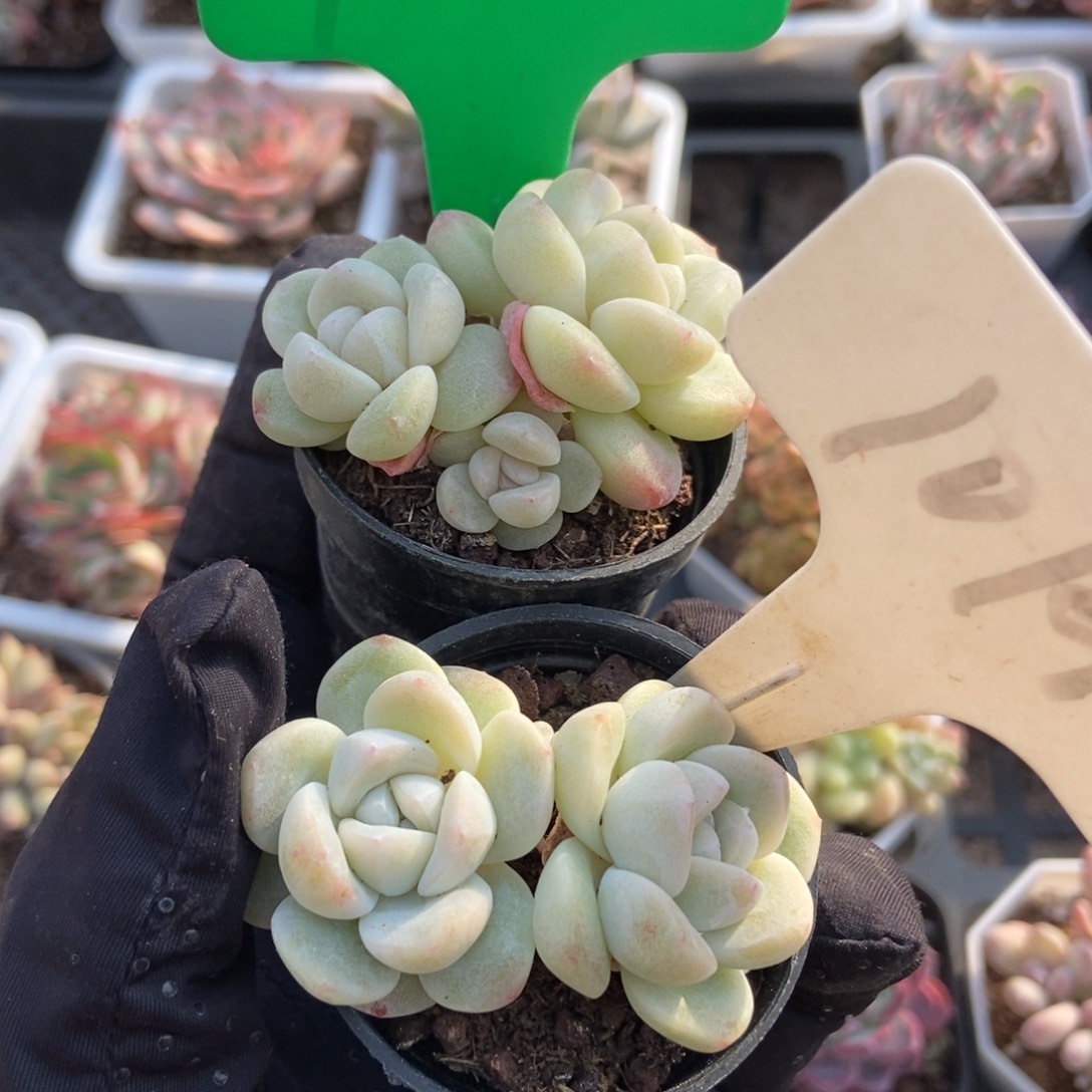 1002 1019冰玉多肉植物保护
