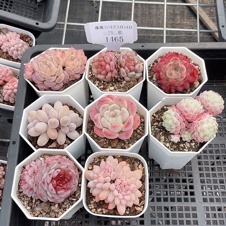 薇薇安园艺多肉1465
