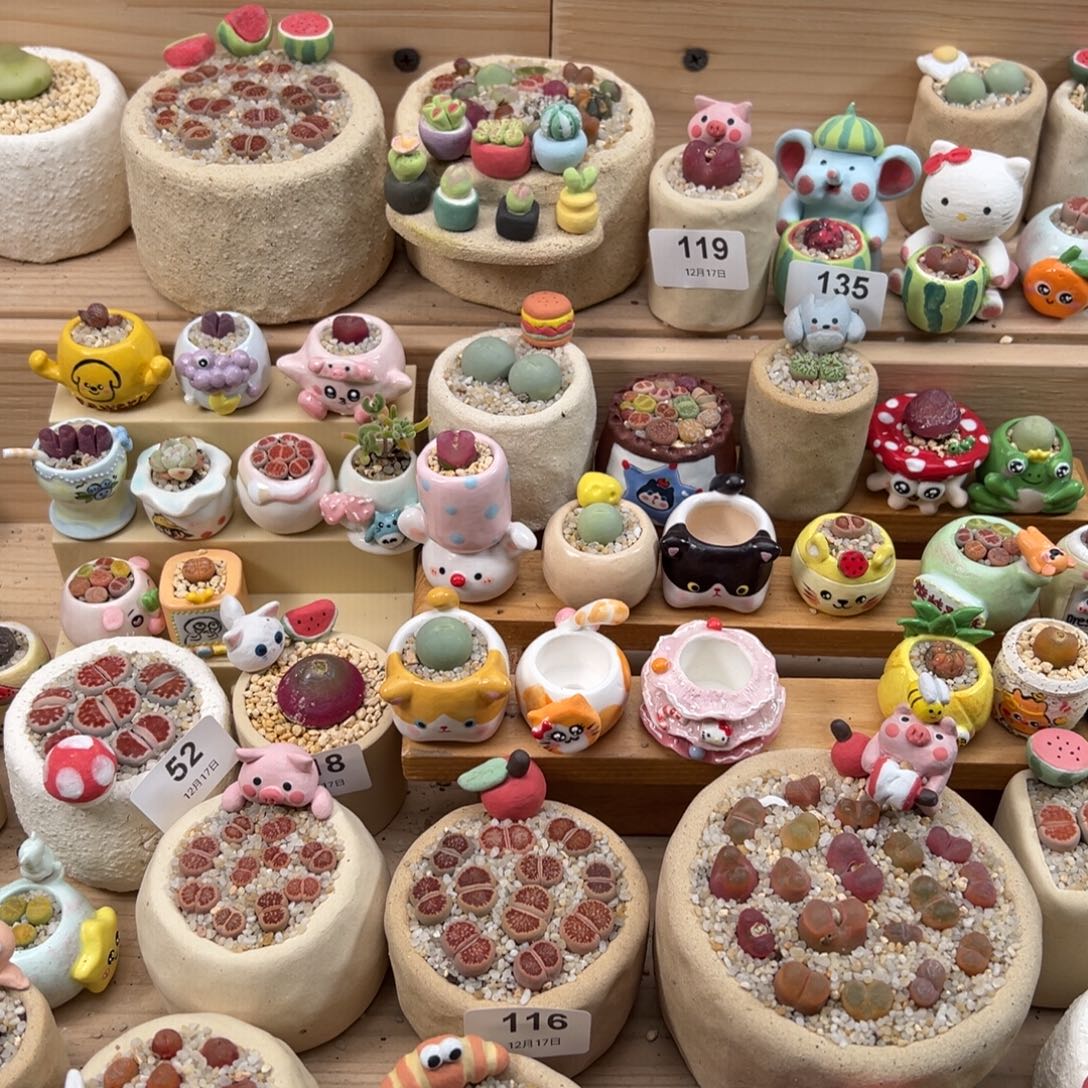 是***啦多肉植物补差价的