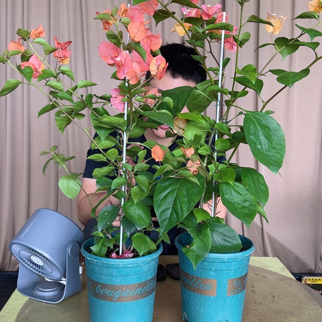 阿达纳带竹一颗o
