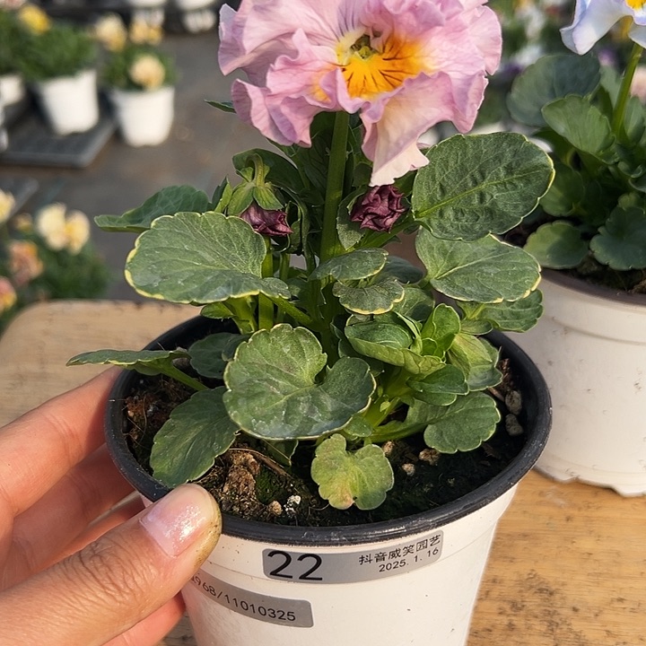 红陶抖音直播闪拍22