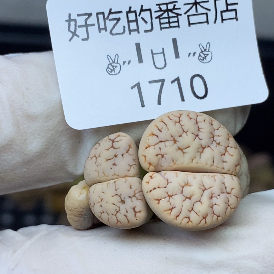 1710。零下拍保温.18包邮.当天凑哦