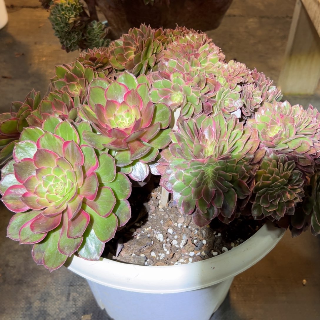 莲花座缀化老桩朵缀