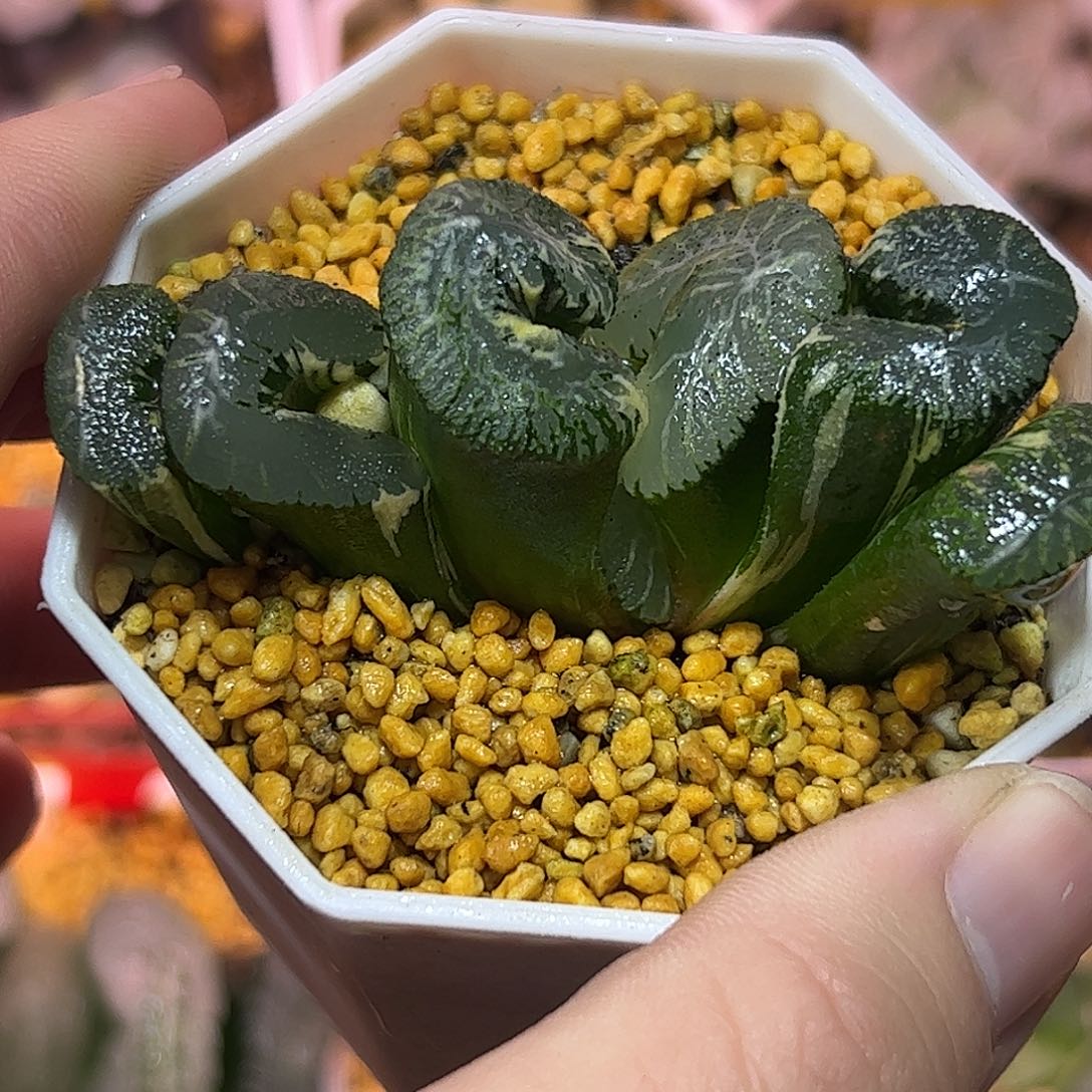 火山锦十二卷多肉植物满