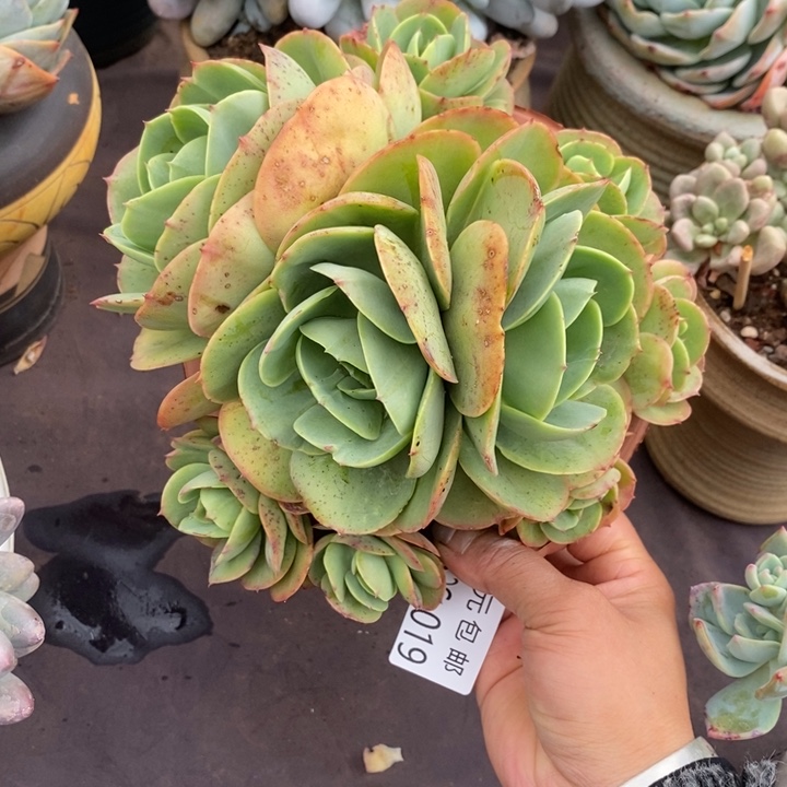 夏悦多肉0526-19碧桃