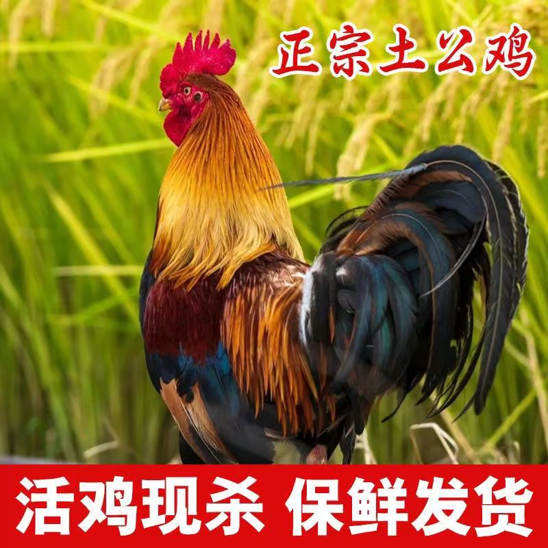 2年左右10斤老公鸡新鲜活鸡现杀冷链滋补