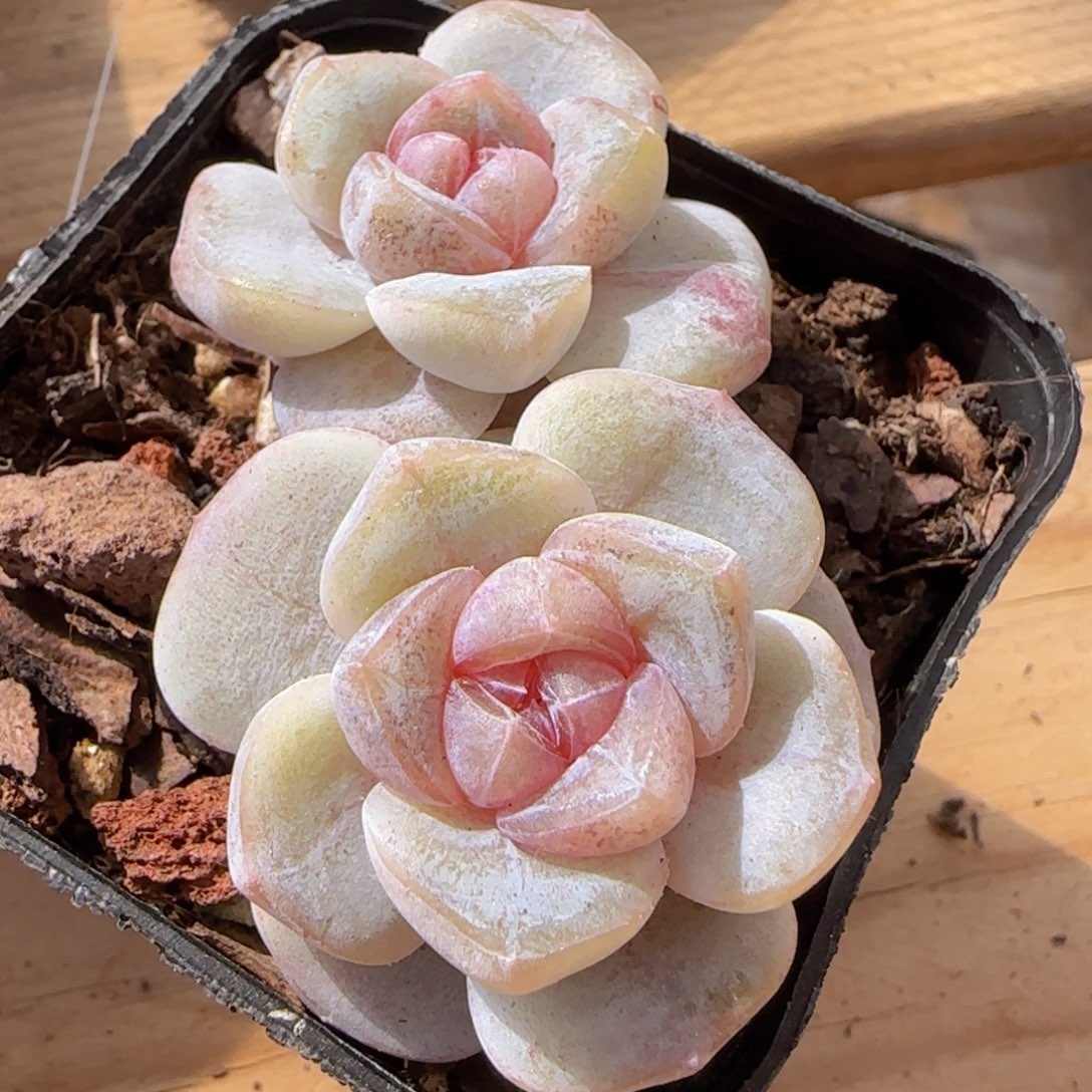 汉堡杂糖心精控一物一拍