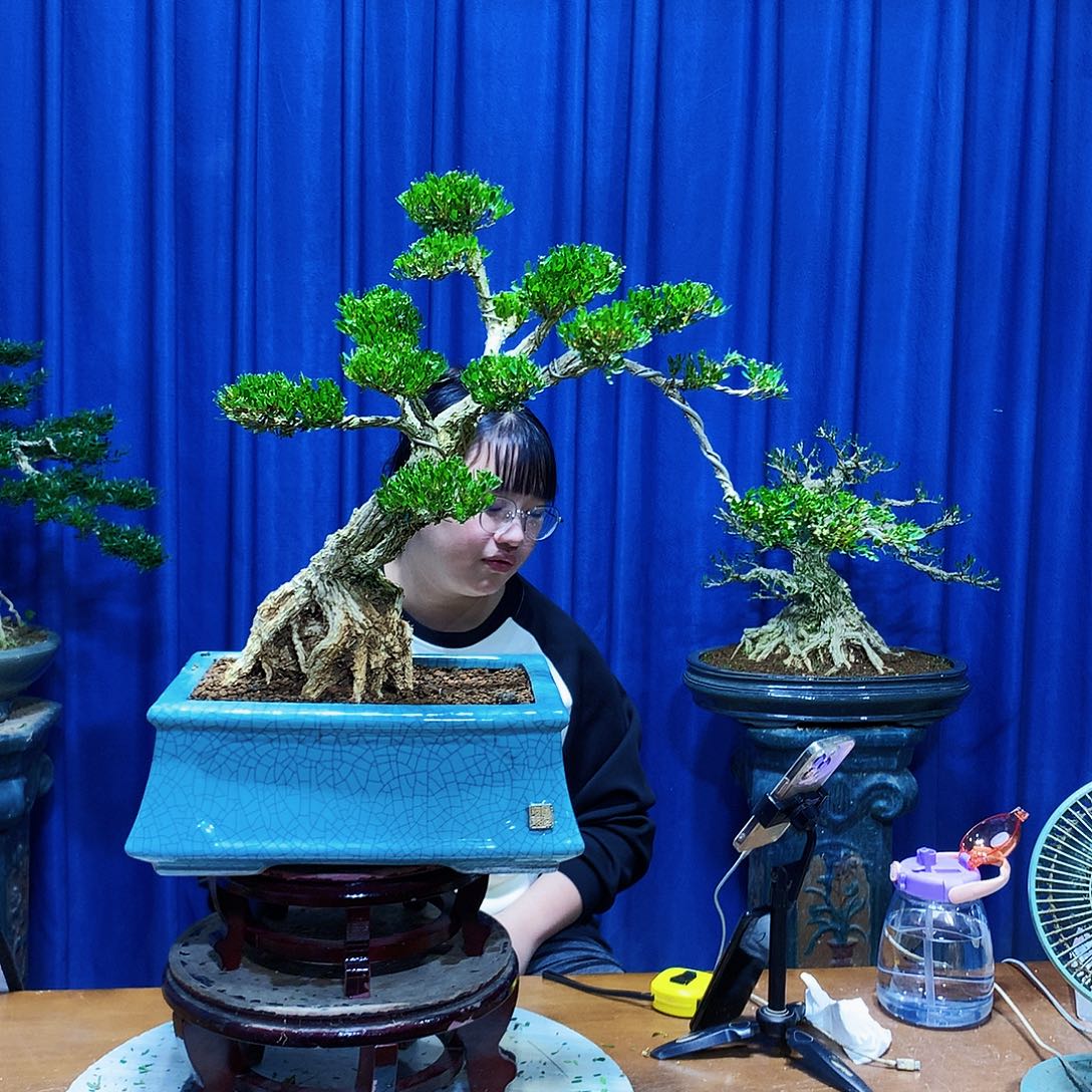 无花朵黄杨盆景一物一拍