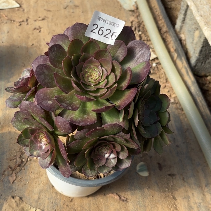 万圣节多肉法师2626