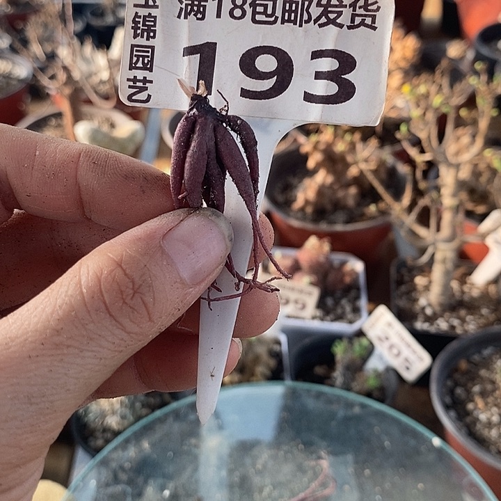 193方便面弹簧草一一