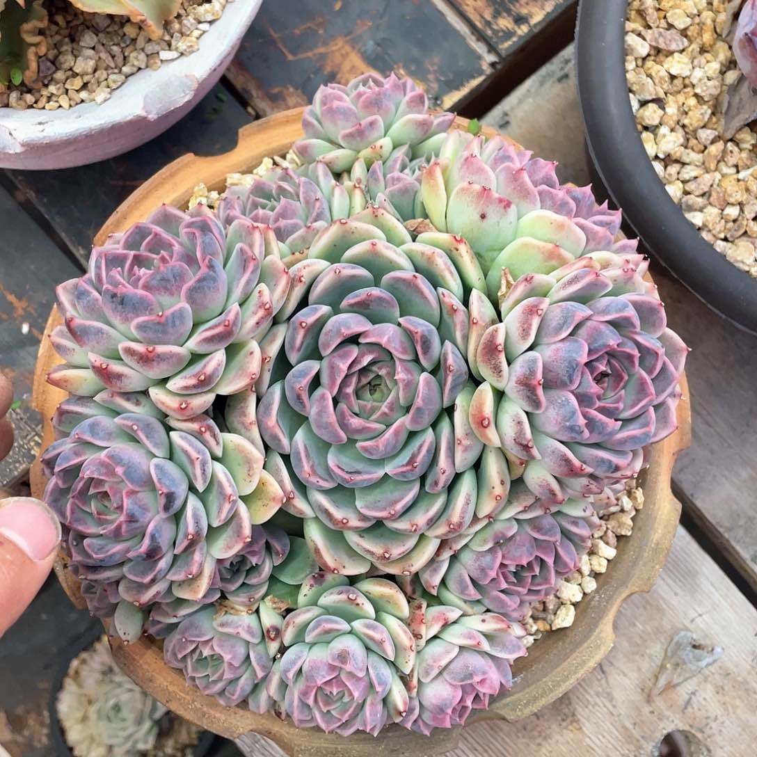 二****2多肉植物一物一拍