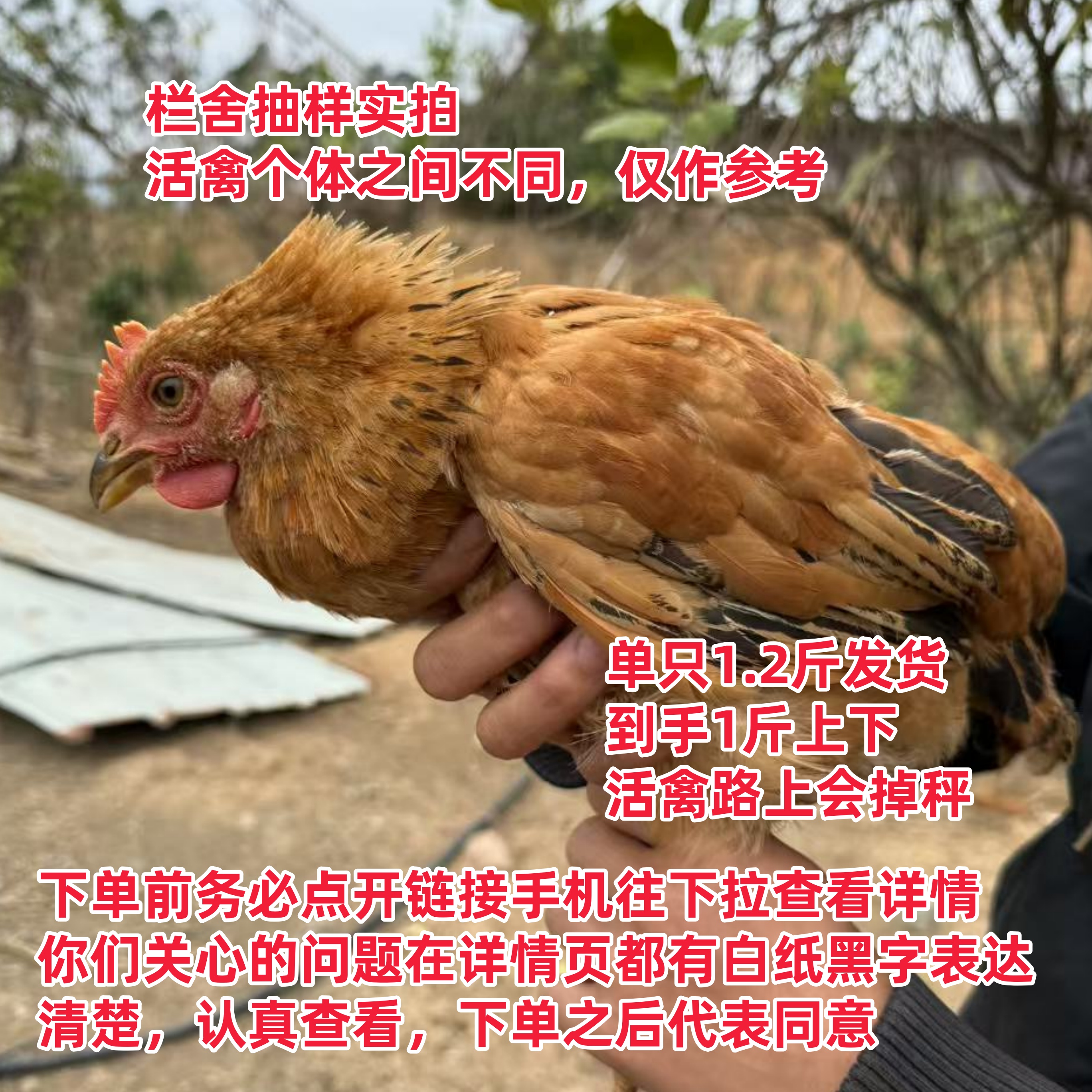 4只装灵山土阉鸡（单只1斤2发货）手工线鸡太监鸡到手1斤上下宠物鸡