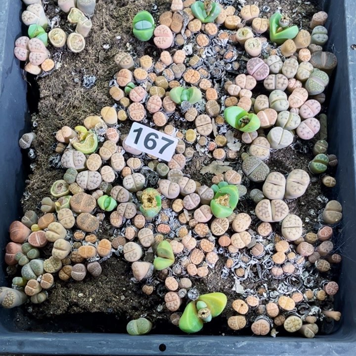 167 生石花一物一图如图