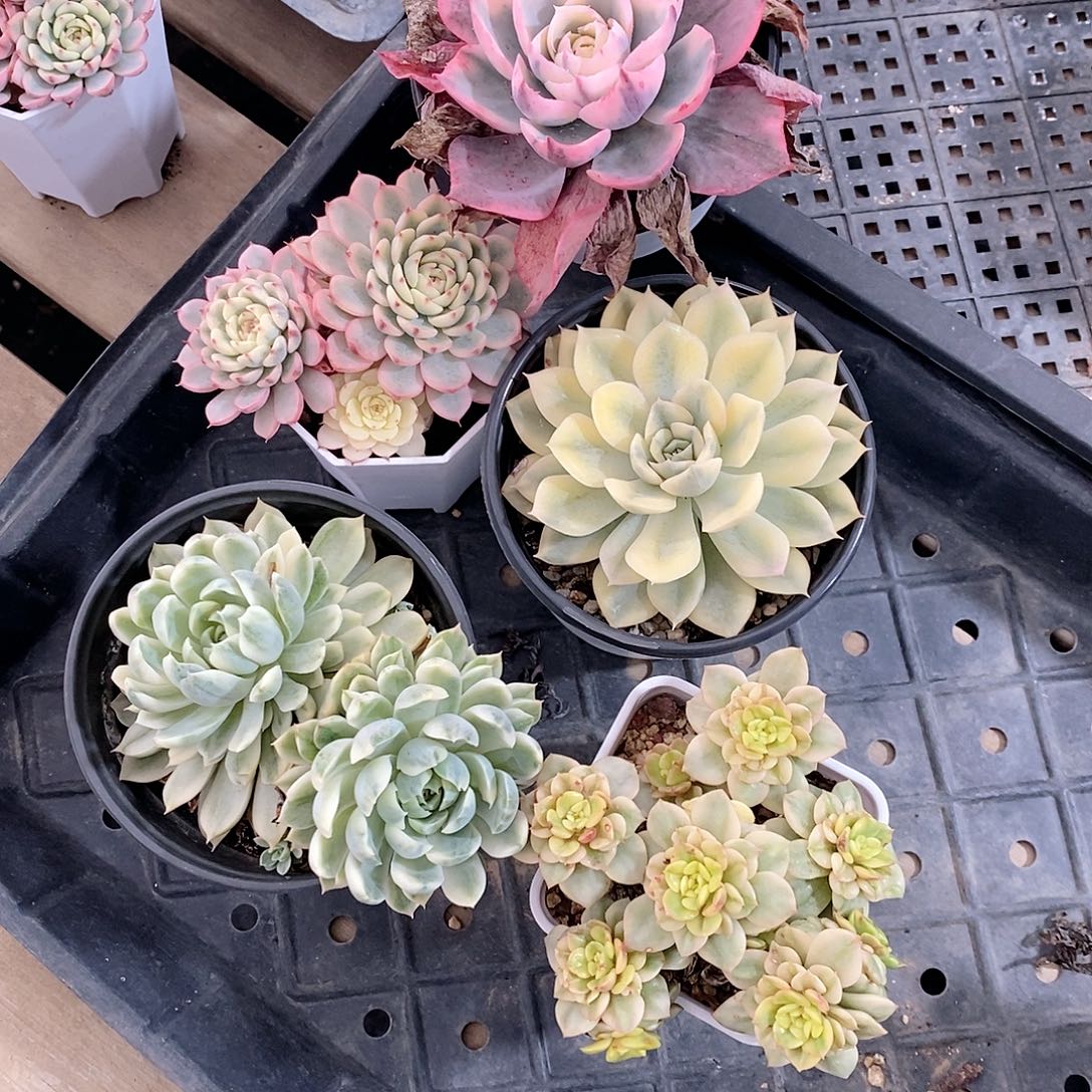 譆****多肉植物老桩锦多肉植物