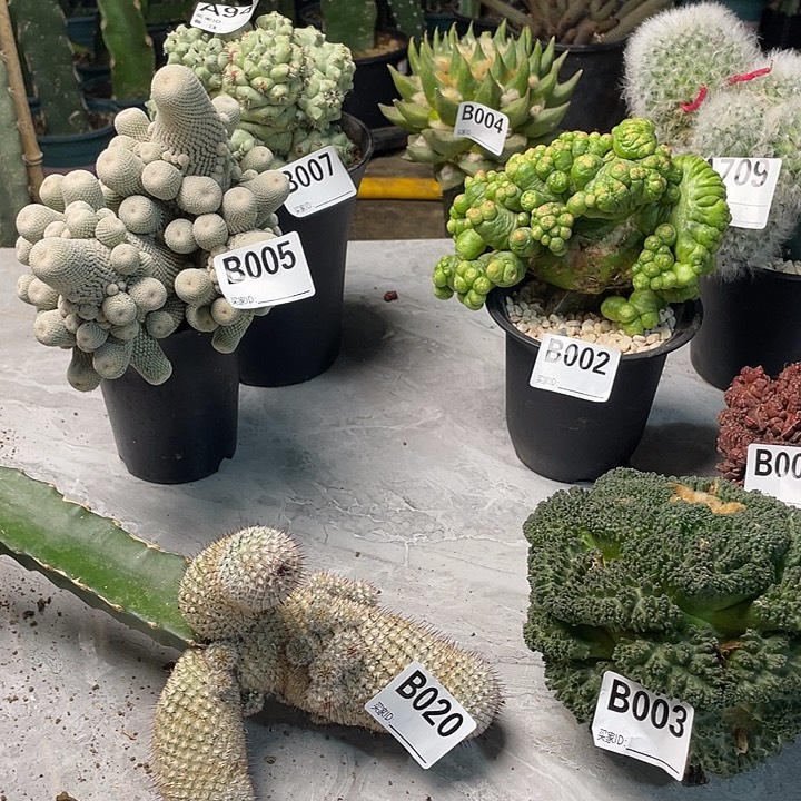 完全开放020直刺佩勒仙人球