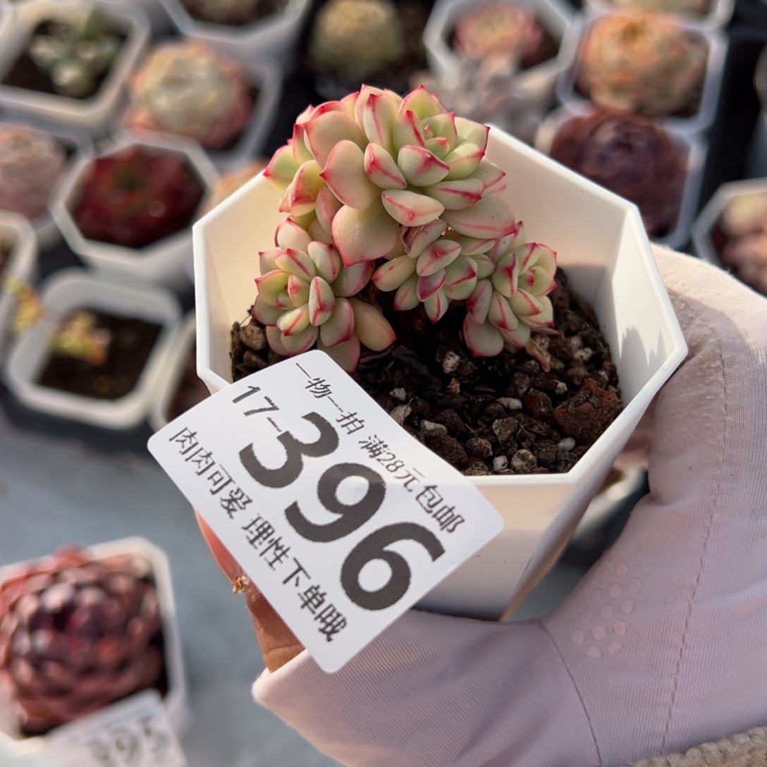 探戈锦多肉多肉多肉多肉