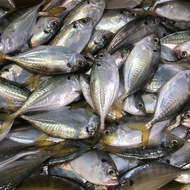 H广东汕尾野生海捕西瓜皮结尾鱼（个头不大介意勿拍）