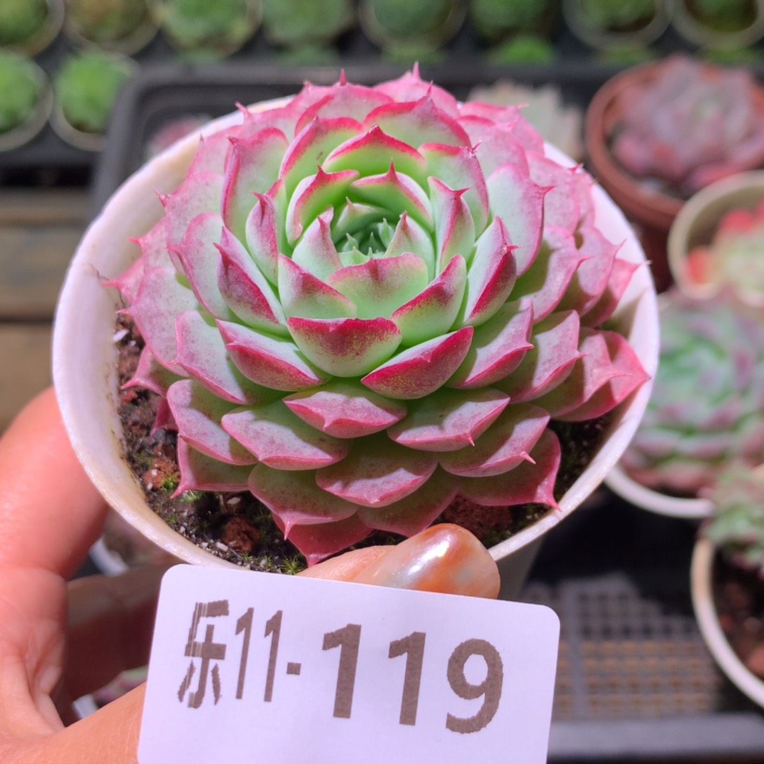 乐然11-119 朱砂痣 