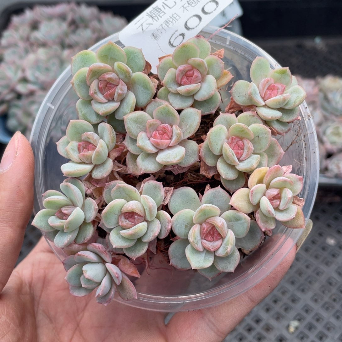 云糖心多肉植物600