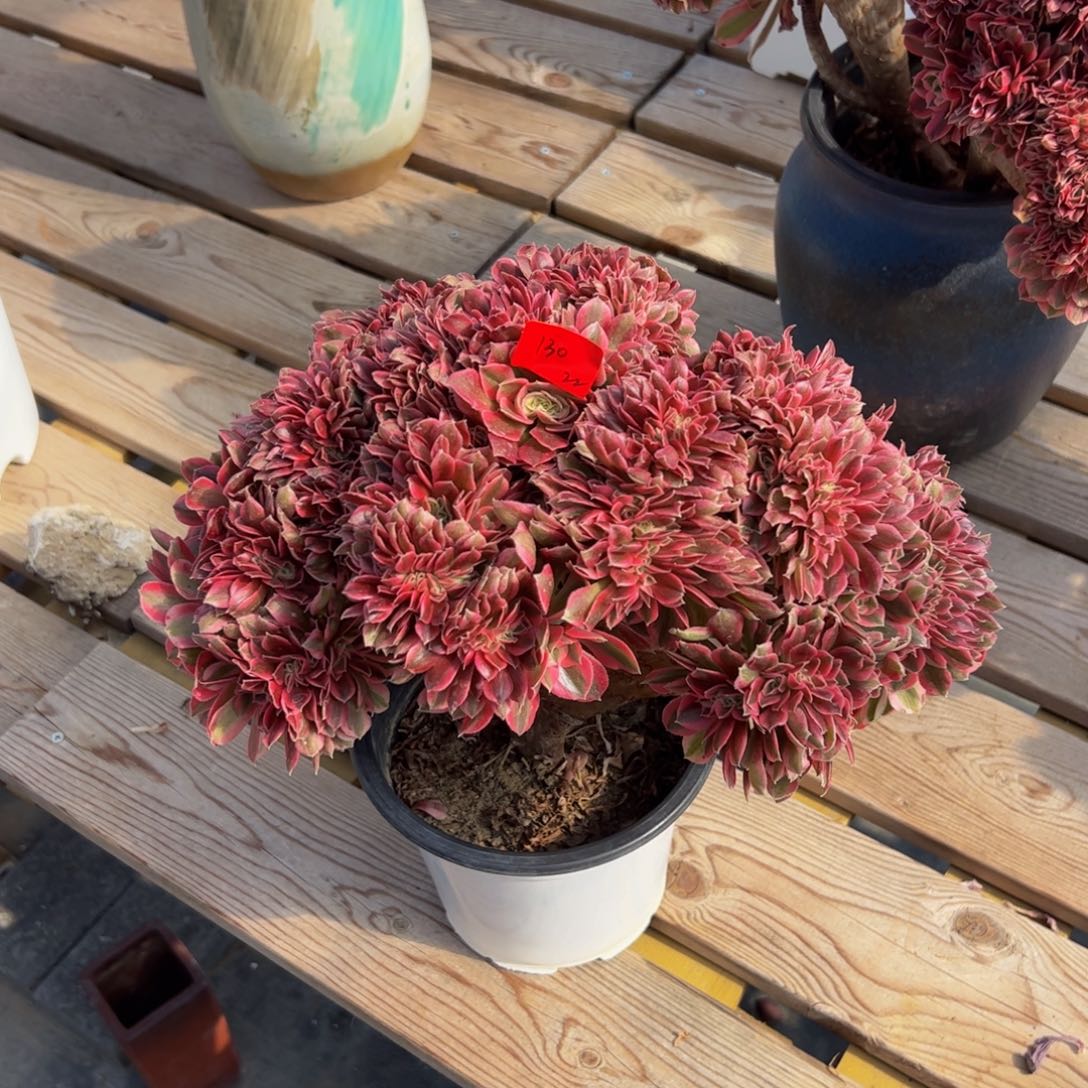 130炖肉植物发货女巫缀