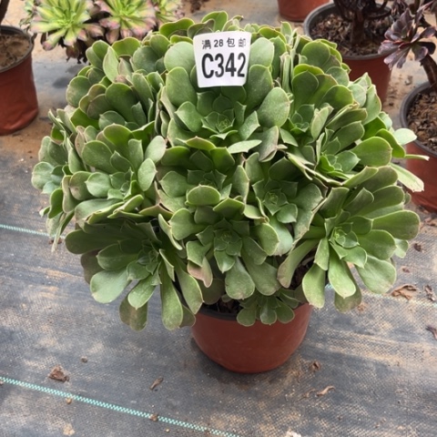 342柠檬玫瑰不包断枝