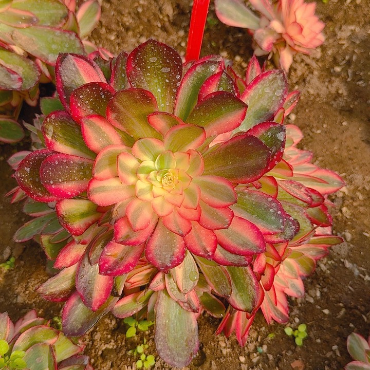 4-33黑魔锦多肉法师