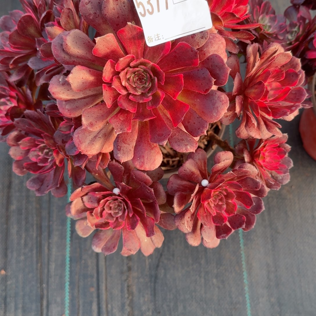 飞***F5377烟花多肉多肉