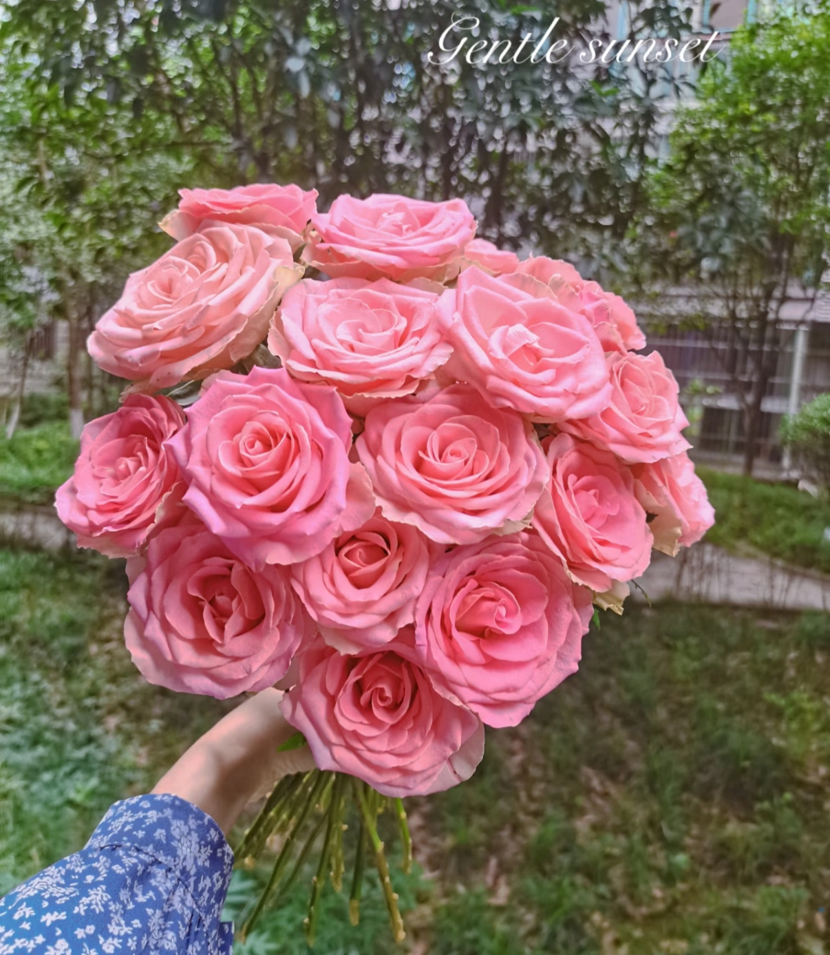 鲜花赫莫沙-单头玫瑰（任意两单包邮，一单需要补运费）