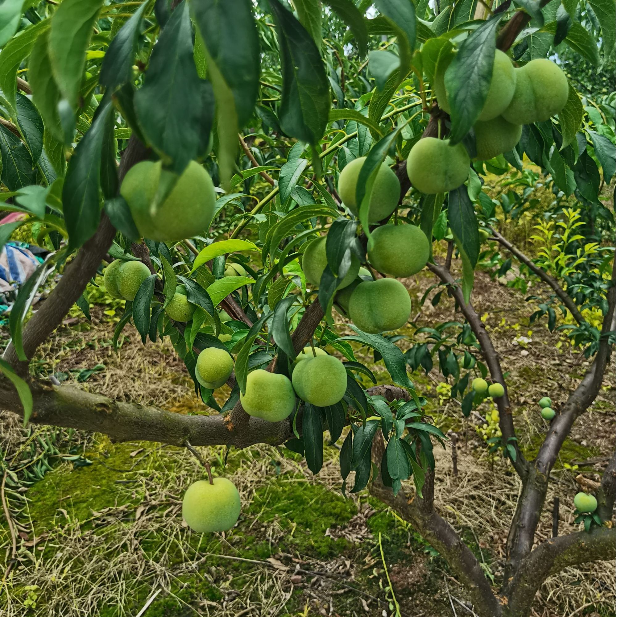 正宗四川汉源蜂糖李苗