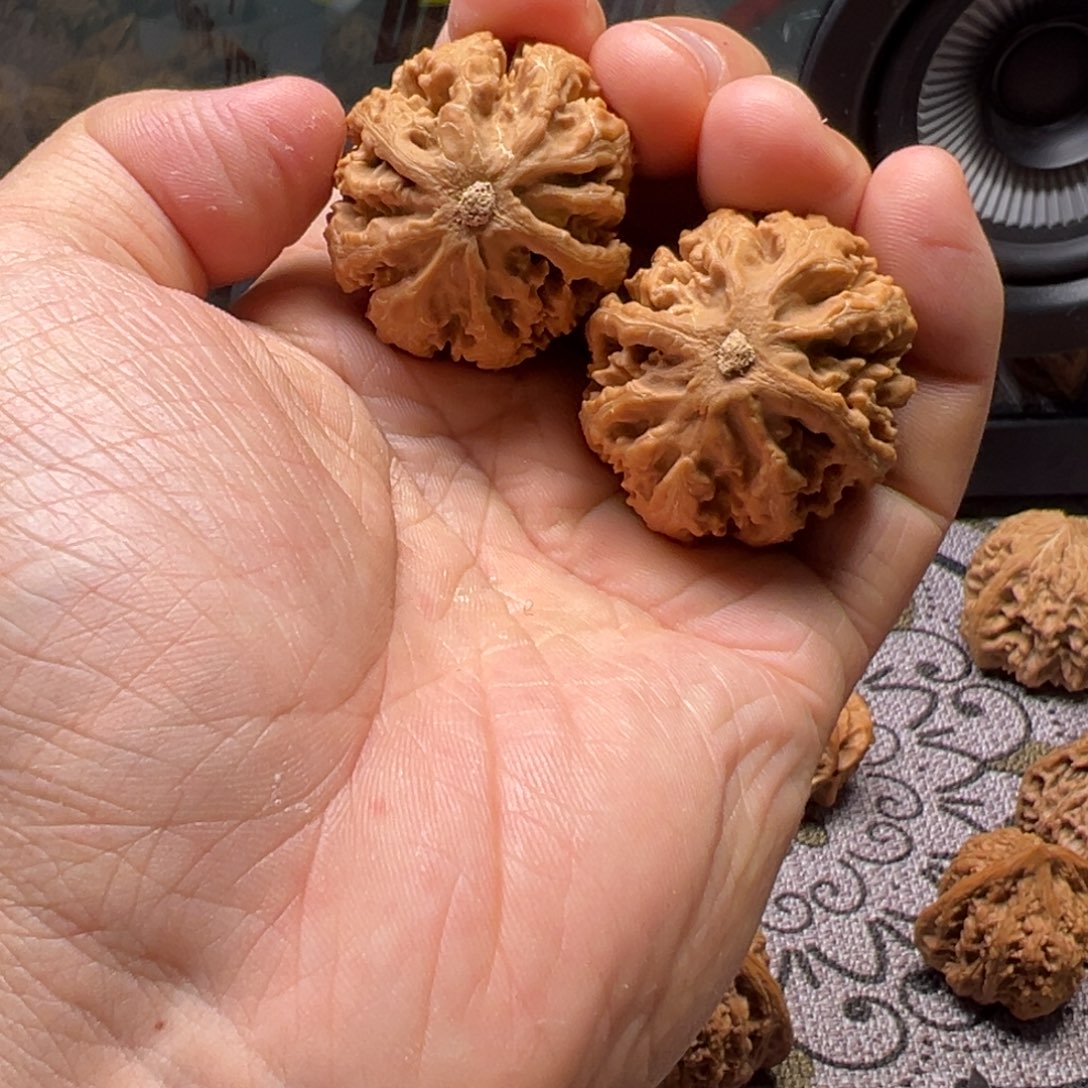 用***鹰吊坠龙脊菩提灯笼