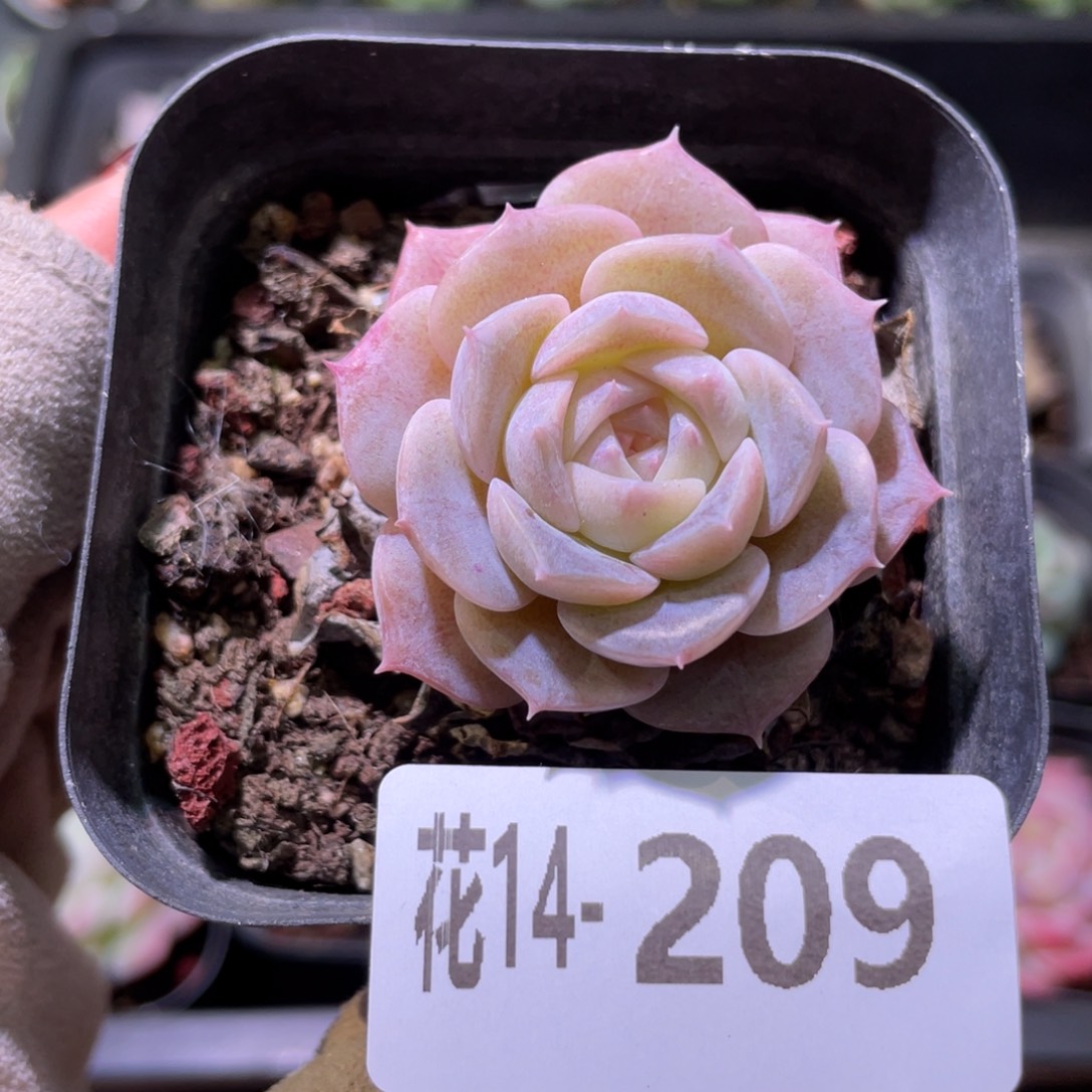 花利美14-209纯爱