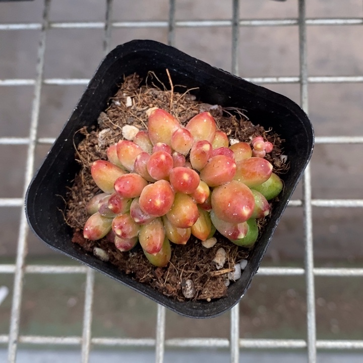 伯克利和格蕾纳等著名