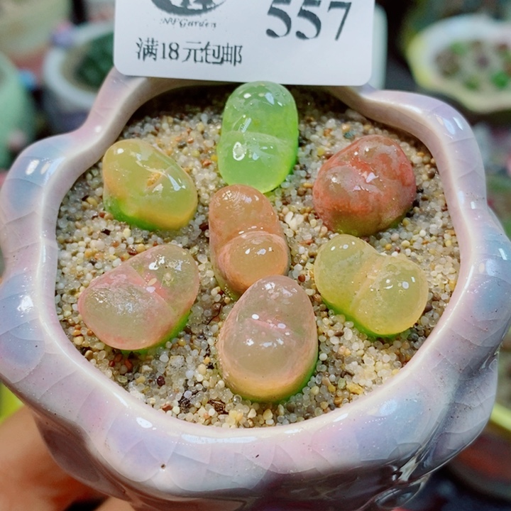 生石花花花花花花花557