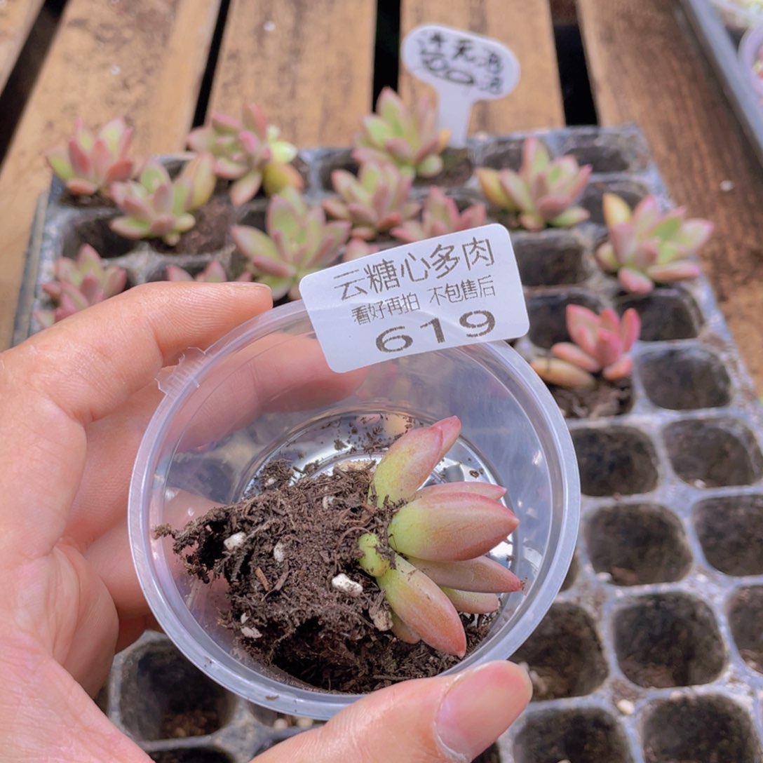 你***鬼云糖心多肉植物619