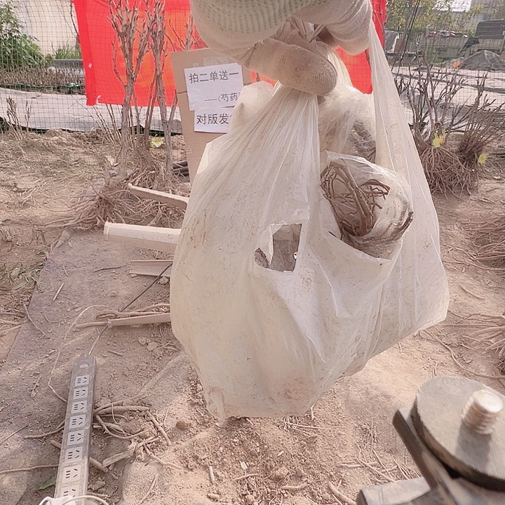 当前无花栽培后可以开花一兜