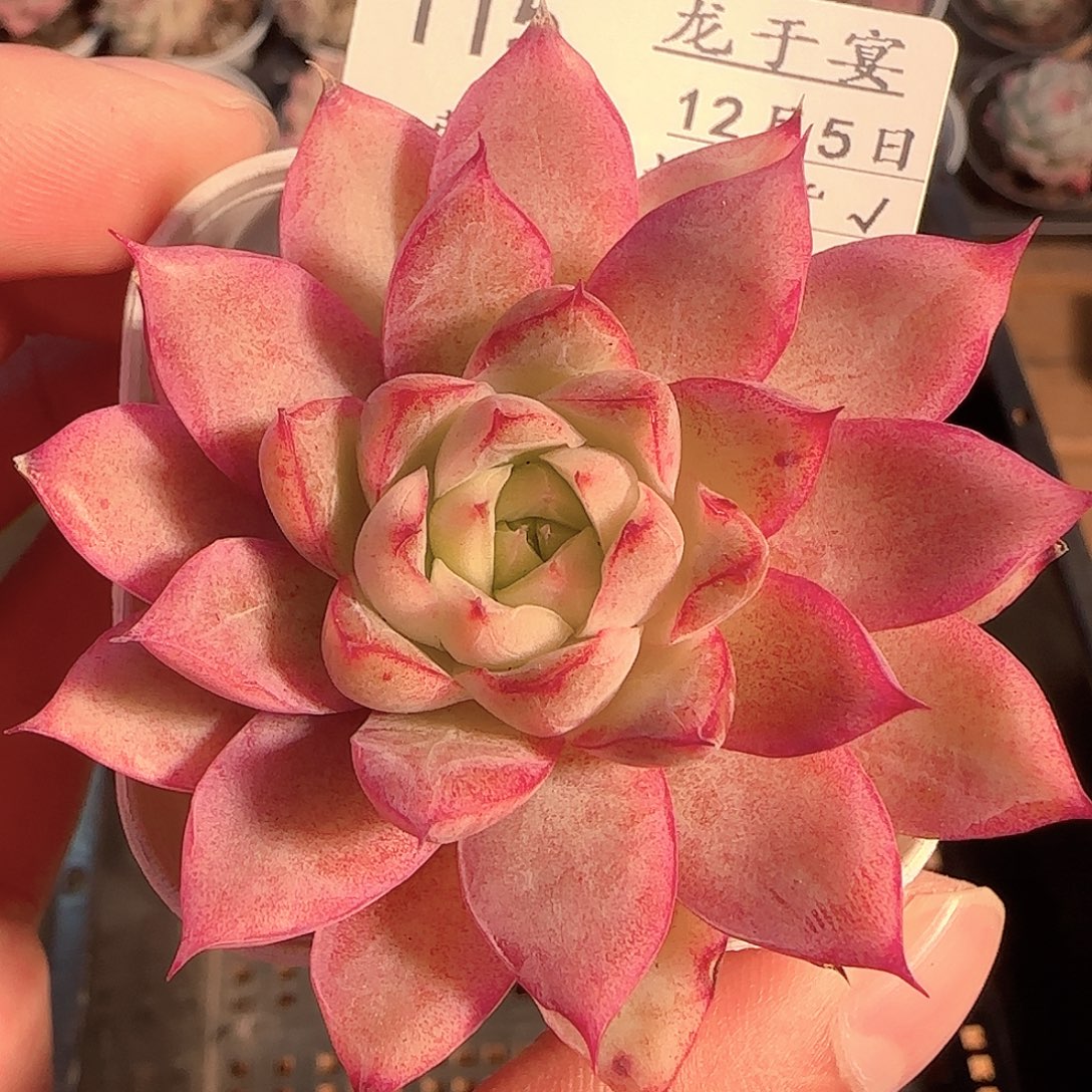 多肉1205-115麦秆麦秆