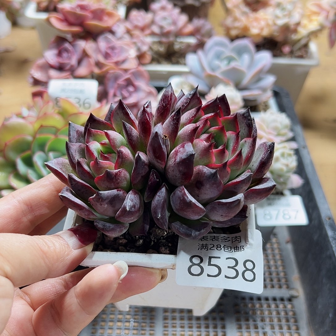 9号多肉一物一拍8538