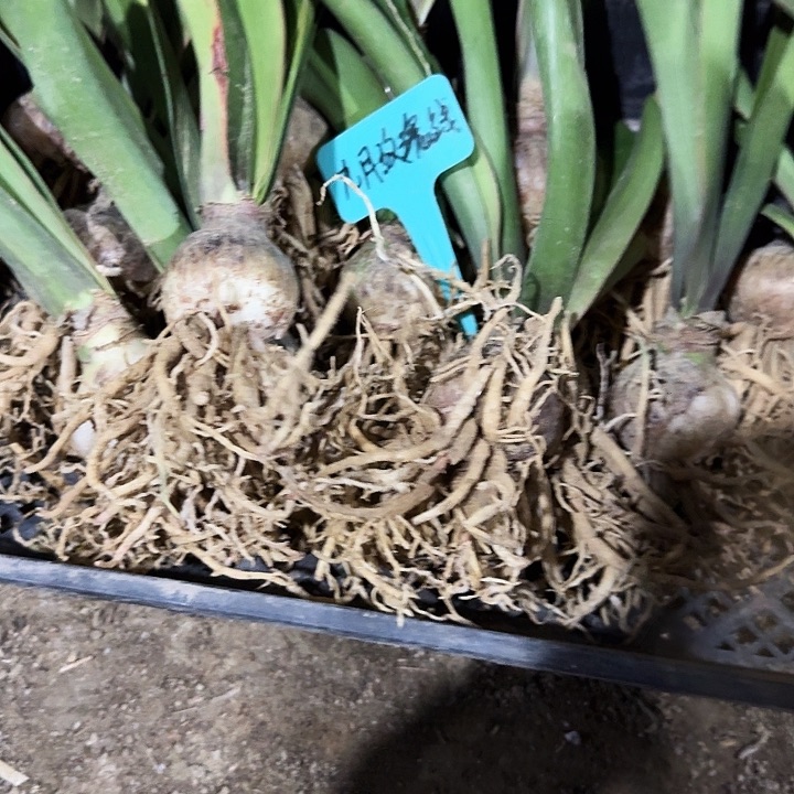 九月玫瑰线朱顶红一棵4厘米