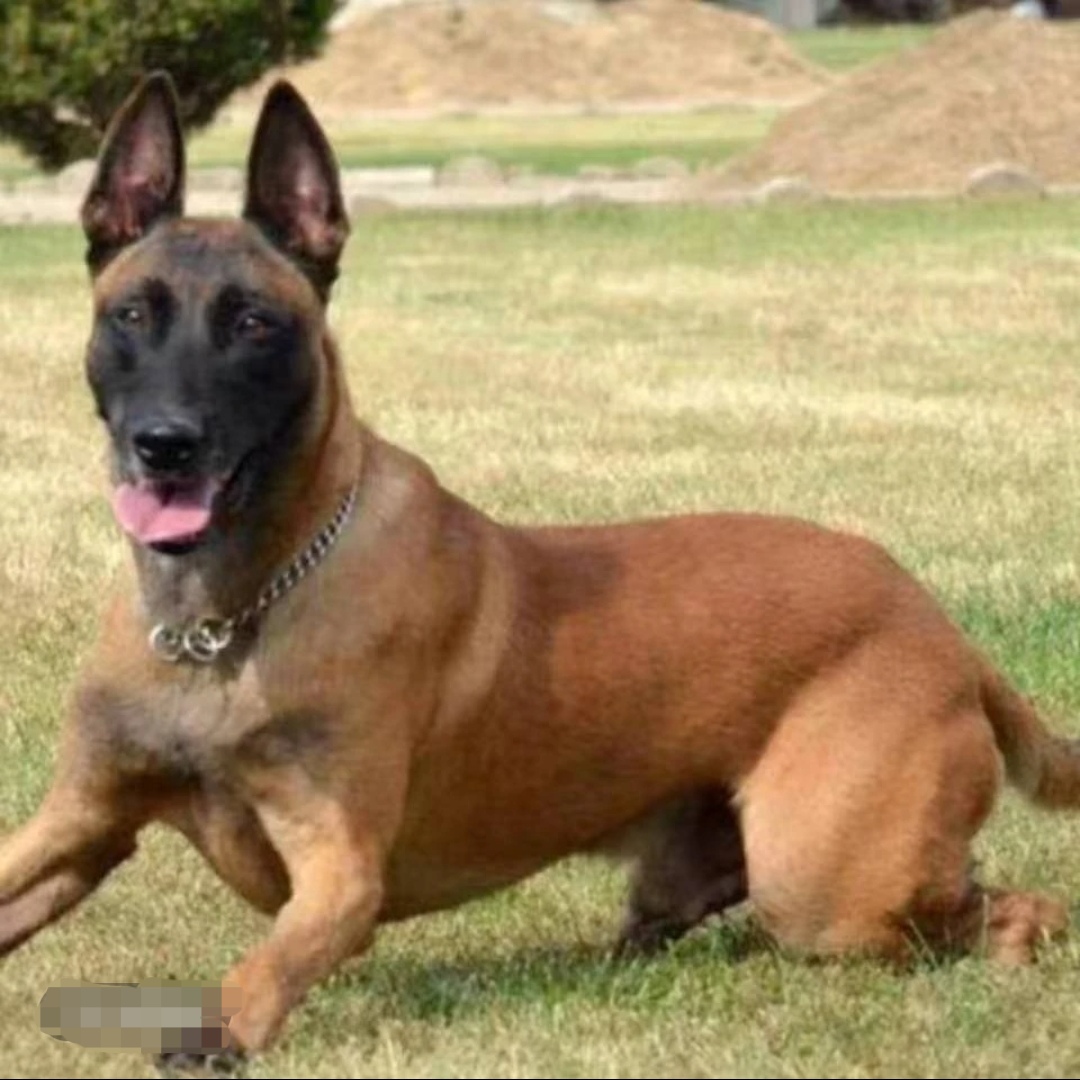 马犬狗狗活体专属链接。以直播间实物为准