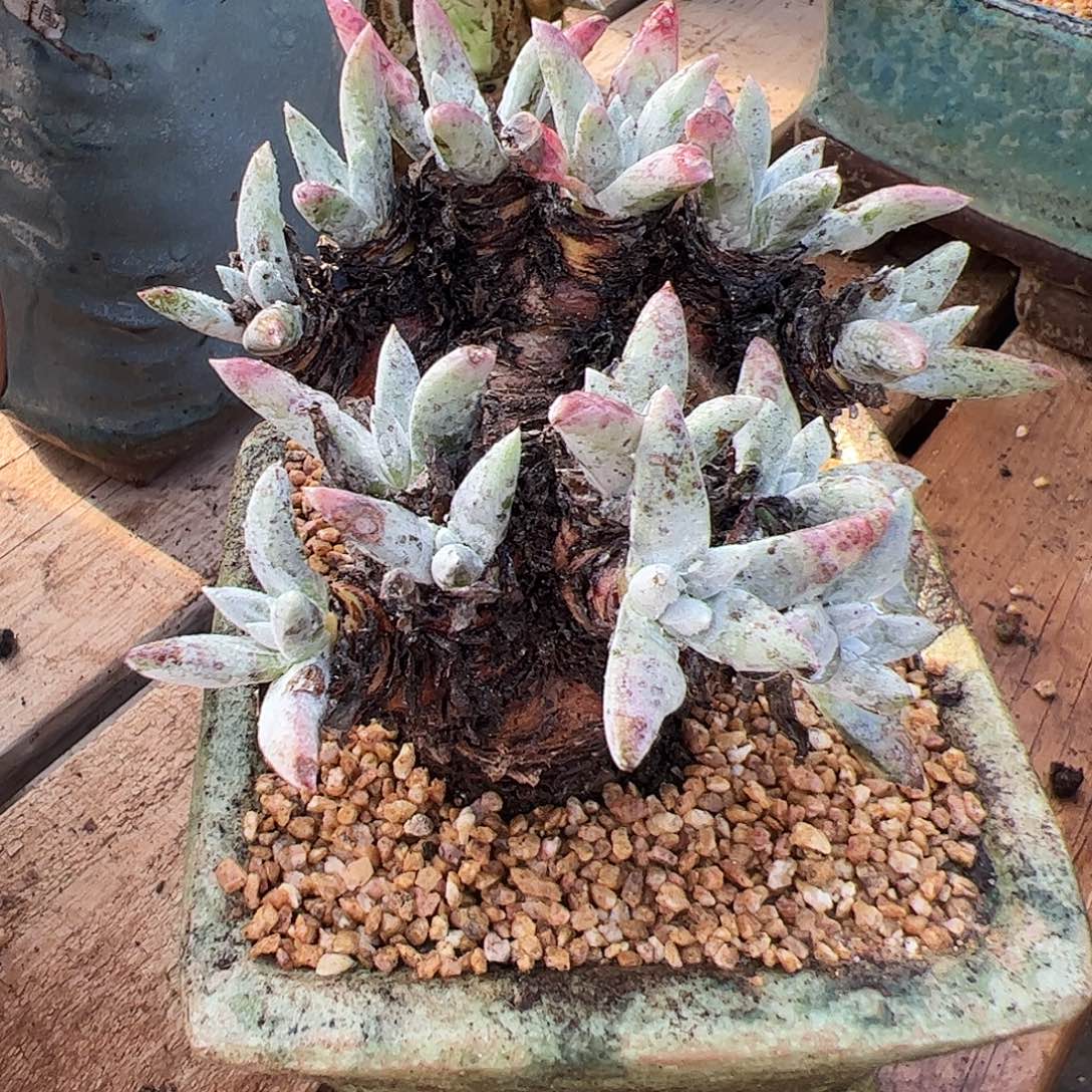 3182海瑟拇指仙女杯