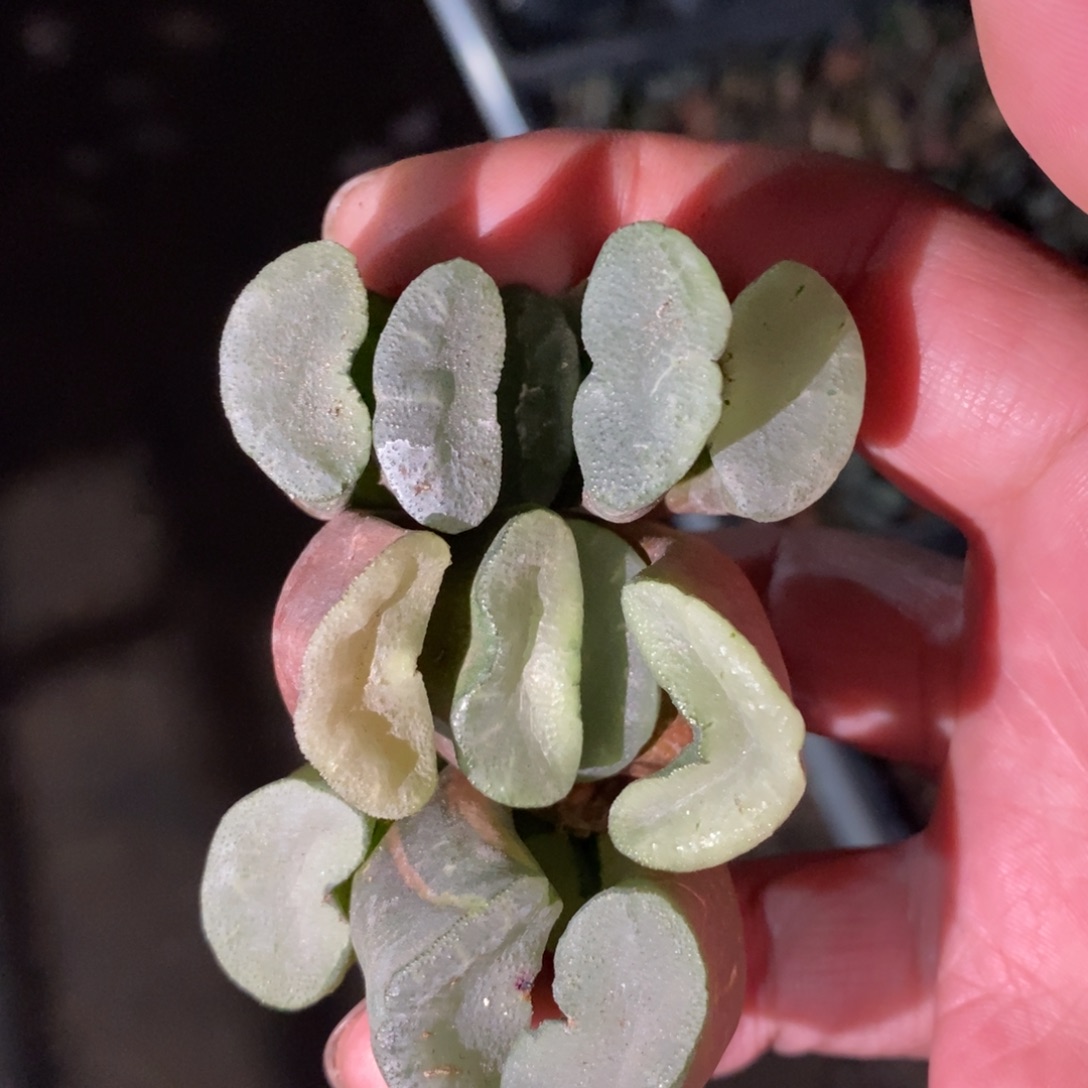 3009 一颗大久保蓝镜玉扇 铭品 元旦福利