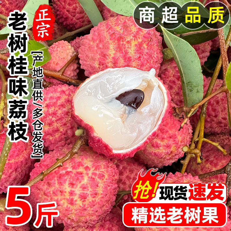 【冷链速运】广东正宗桂味荔枝新鲜现摘老树荔枝