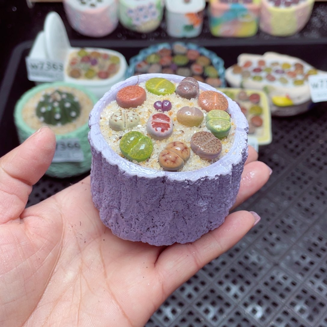 w7369 -零下地区拍保温箱-15支持寄养