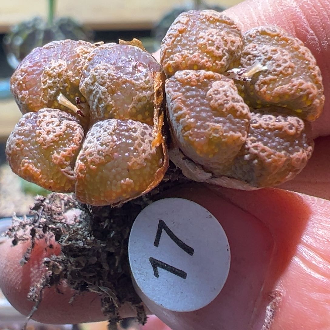 多肉植物1111111111