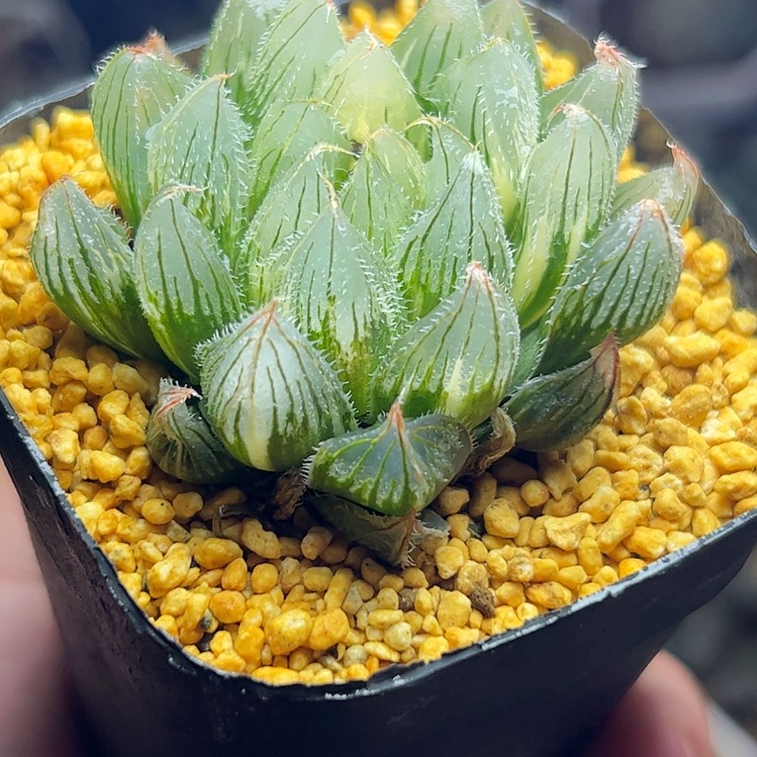 毛玉露锦五公分十二卷