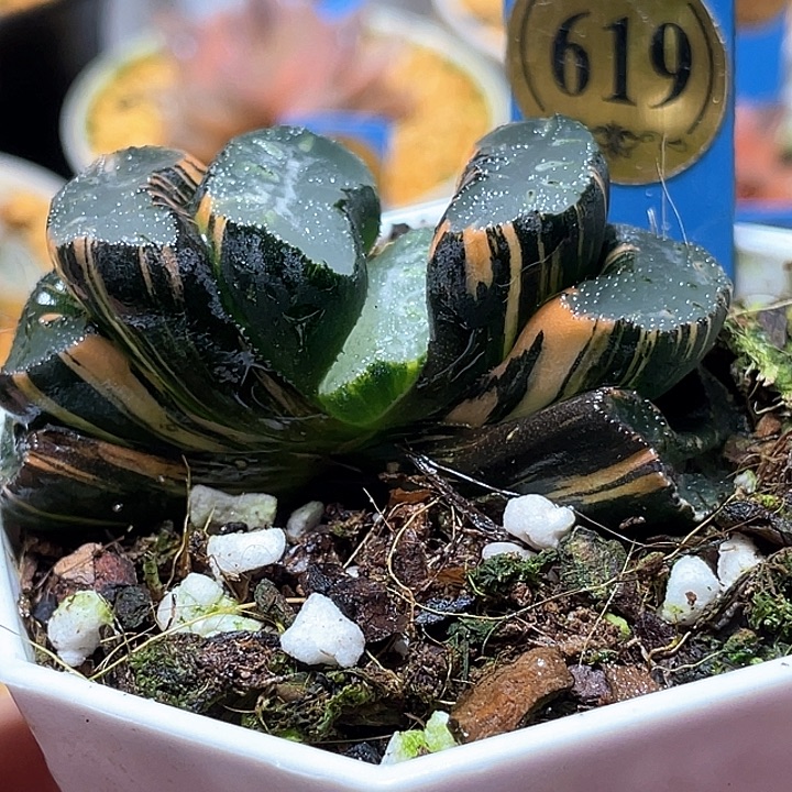 619寫樂兄弟錦特選福利