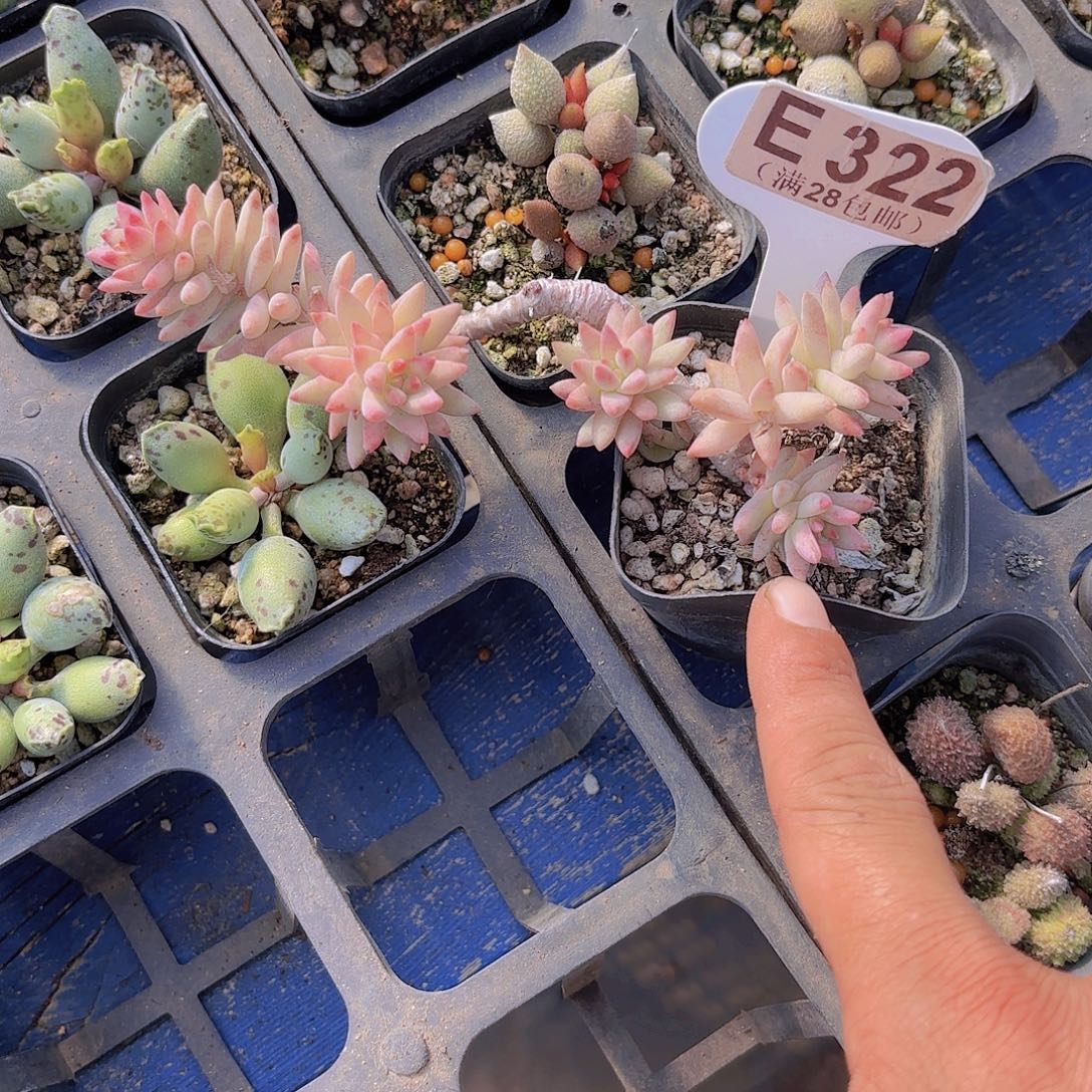 E322树冰一物语拍