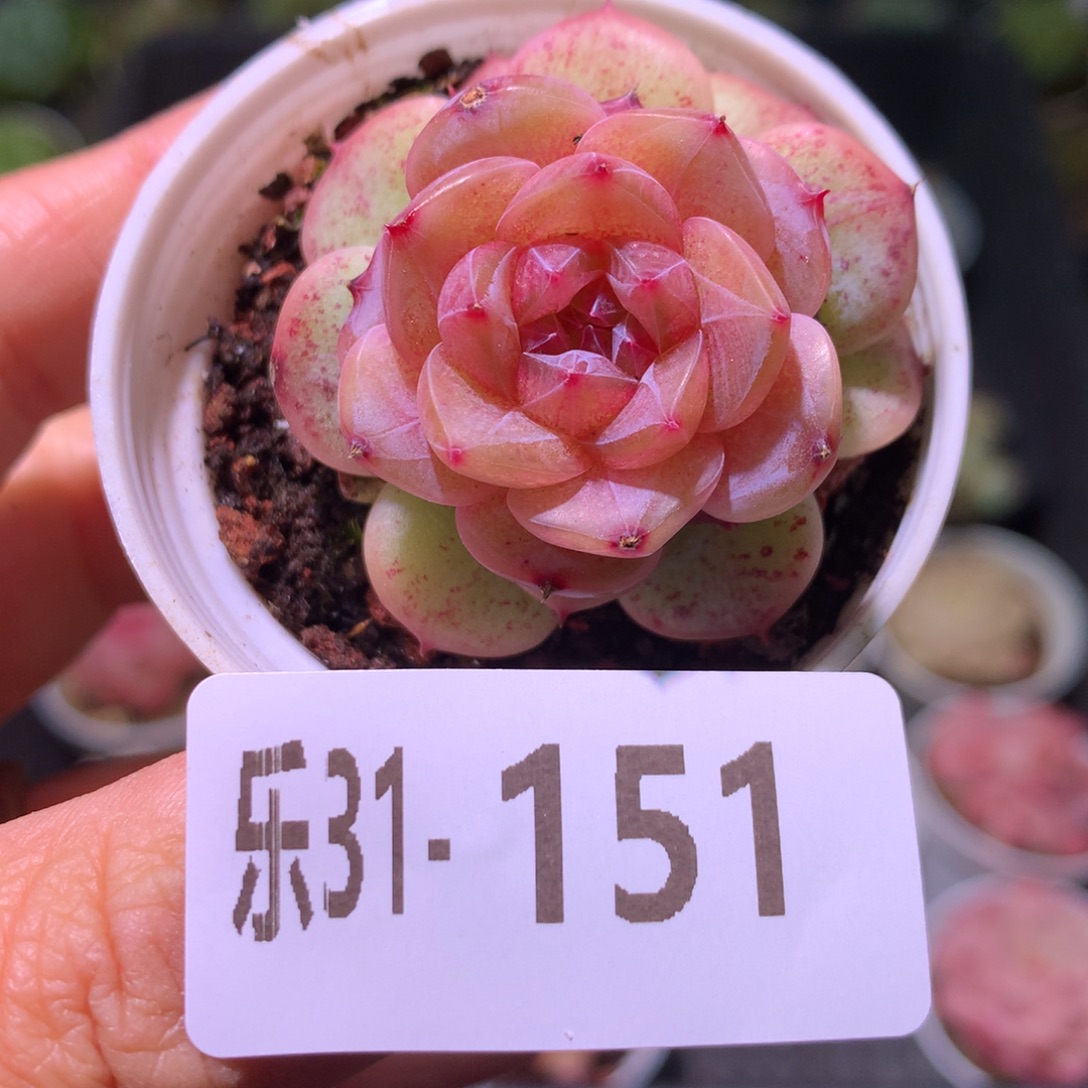 乐然31-151 新品 